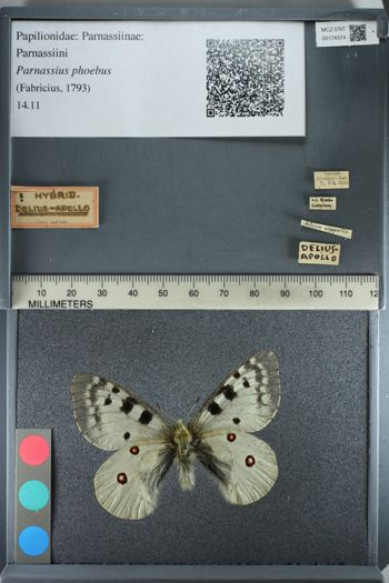 Media type: image;   Entomology 174374